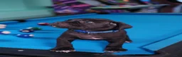 Cane Corso dogs for sale: Thor - Ad 2