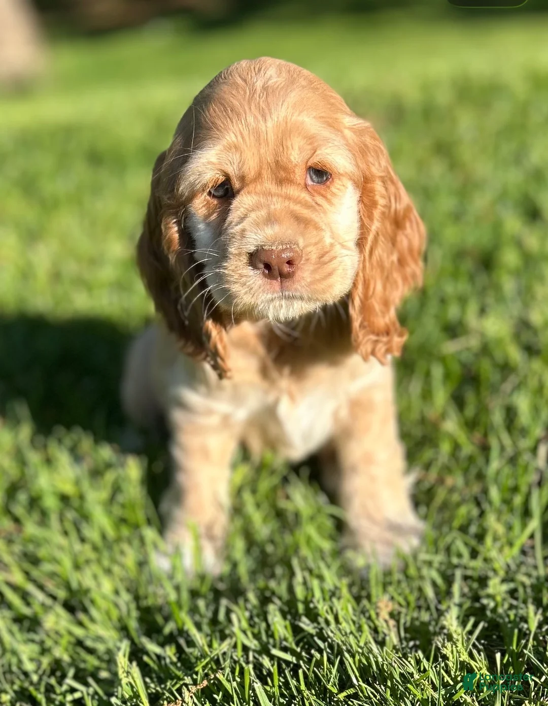 Cocker Spaniel dogs for sale: Gayle - Ad 2
