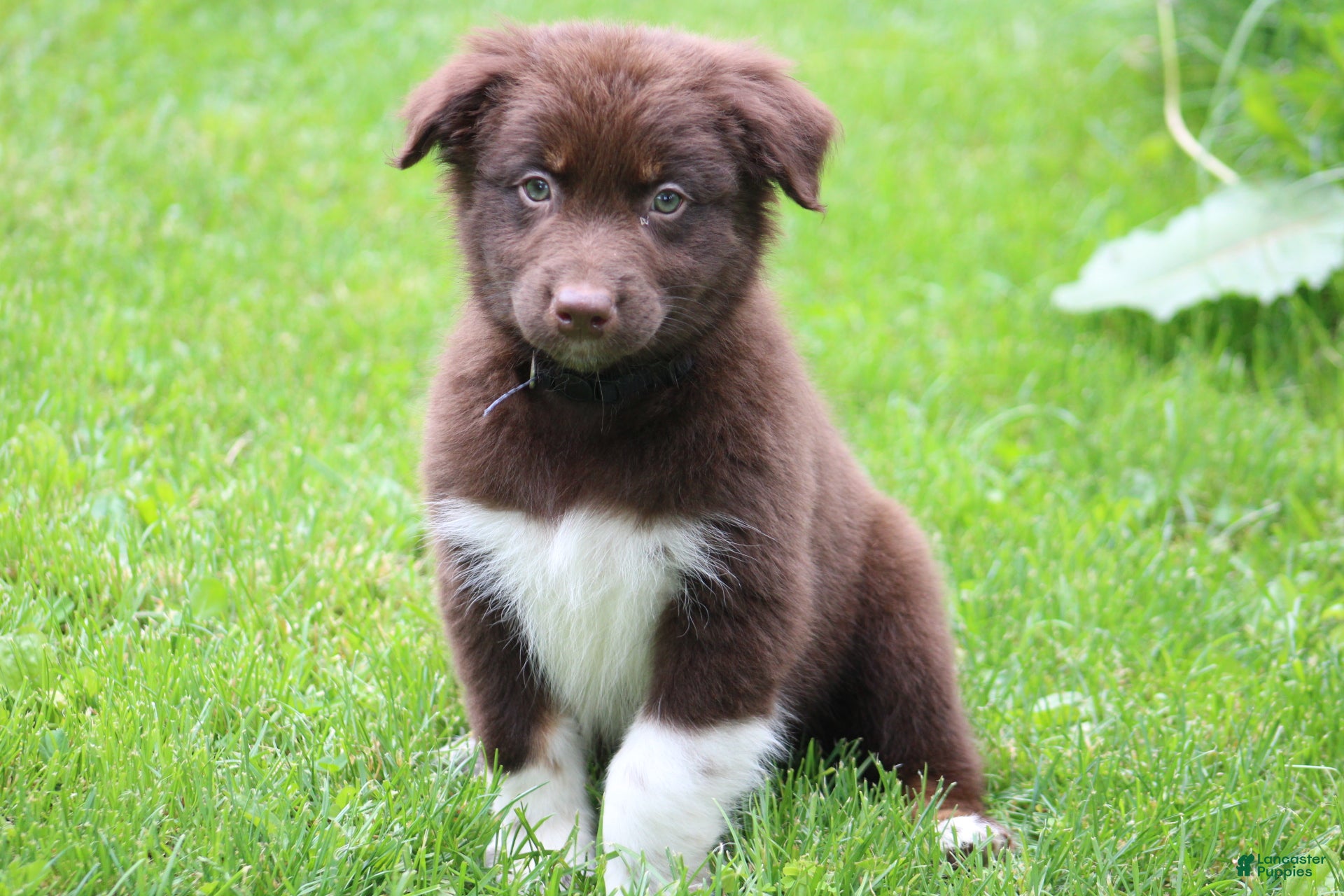 Australian Shepherd dogs Bear - Ad 7