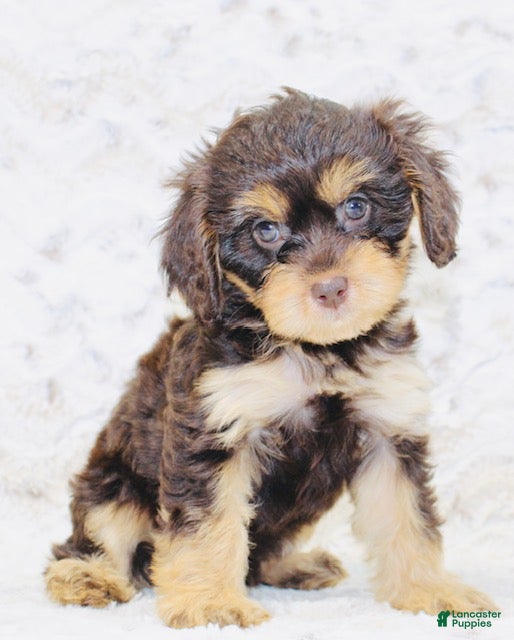 Cavapoo dogs Molly - Ad 2