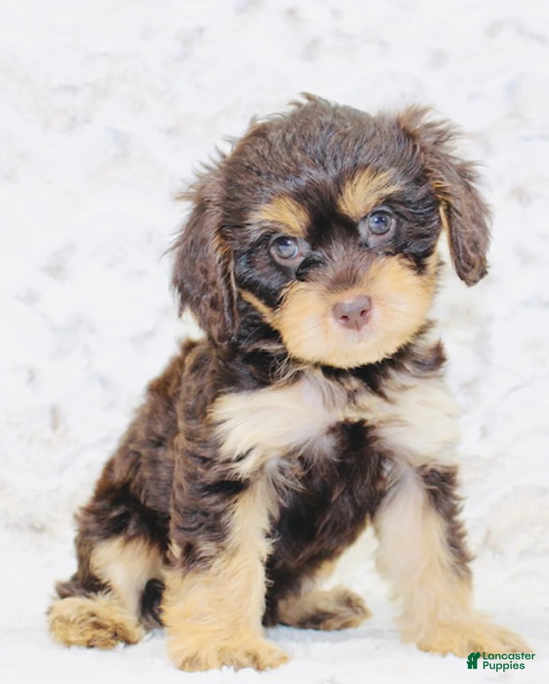 Cavapoo dogs for sale: Molly - Ad 2