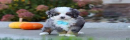 Mini Bernedoodle dogs for sale: Coven - Ad 5