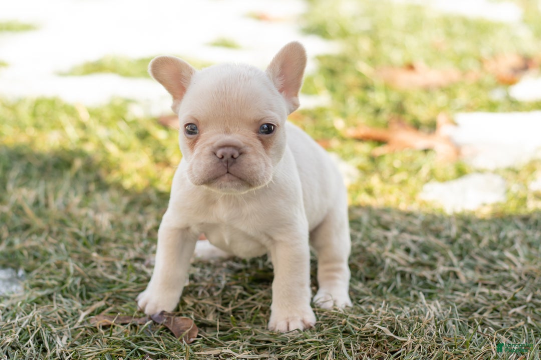 French Bulldog dogs for sale: Daryl - Ad 3