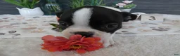 Boston Terrier dogs for sale: Boston Terrier 3 Stacy - Ad 3