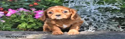 Cavalier King Charles Spaniel dogs for sale: Princess Diana - Ad 4
