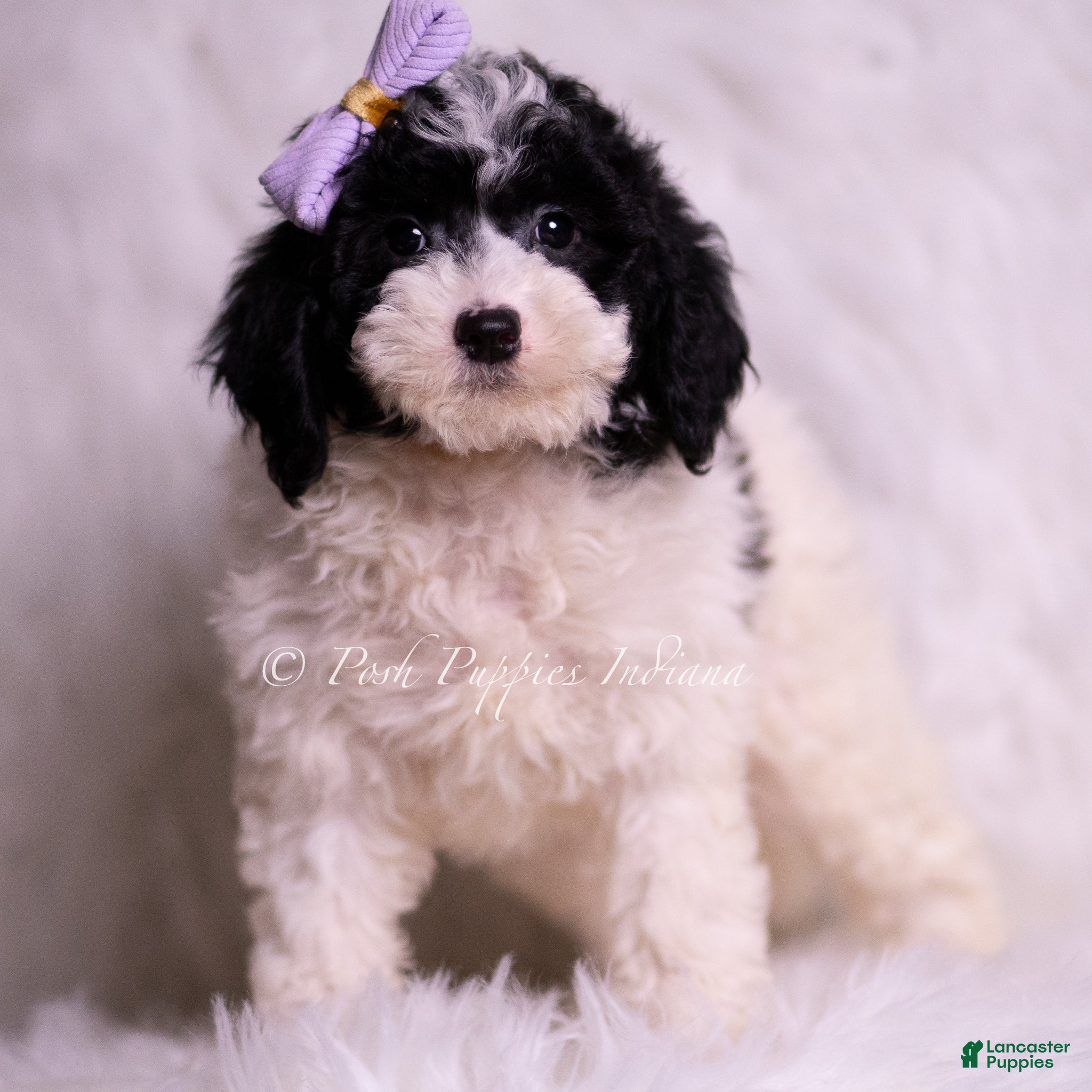 Mini Goldendoodle dogs Rissa - Ad 20