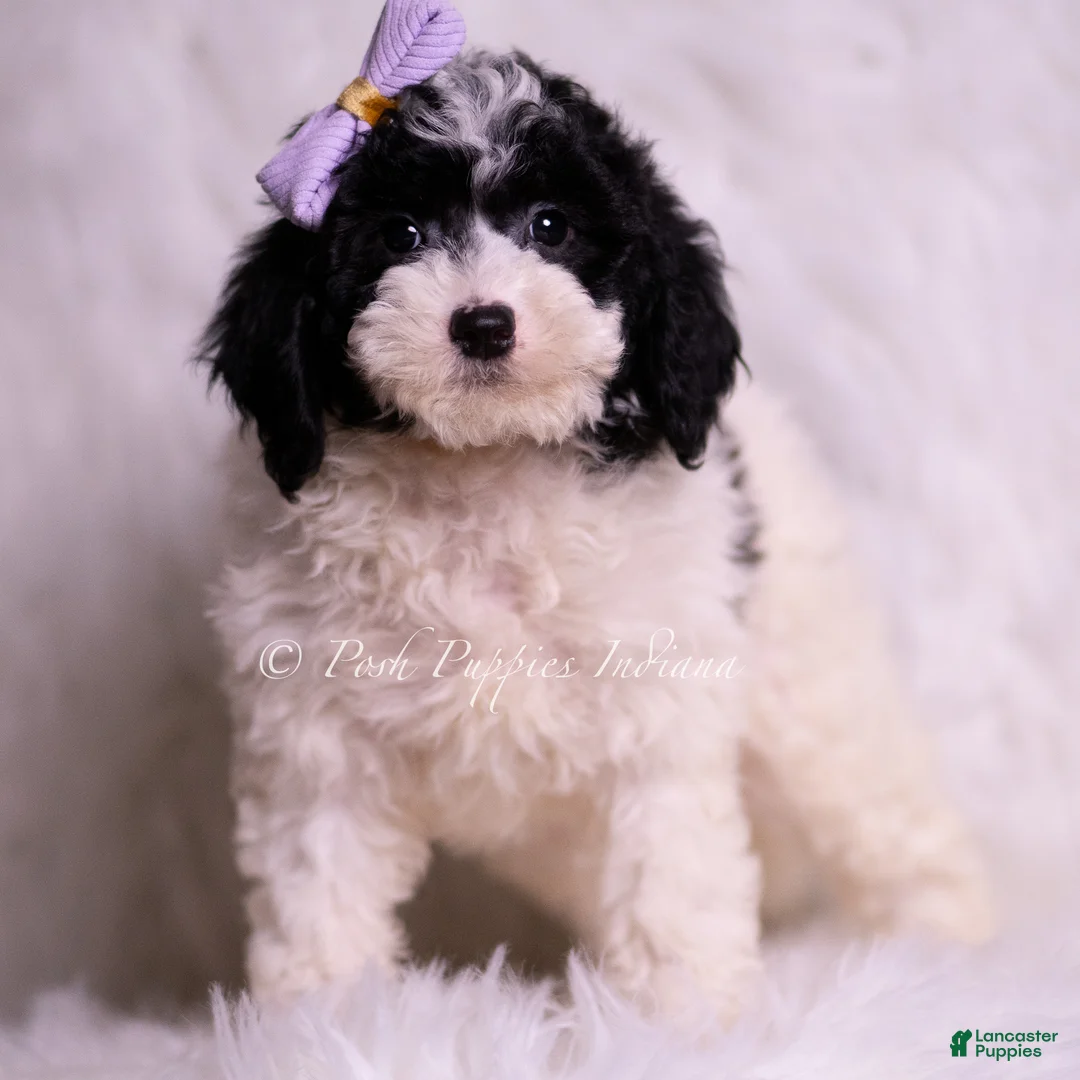 Mini Goldendoodle dogs for sale: Rissa - Ad 1