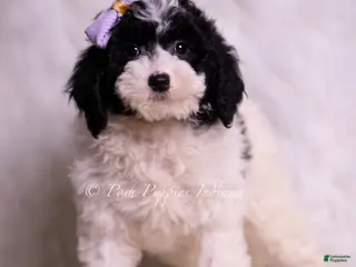 Mini Goldendoodle dogs Rissa - Ad 20