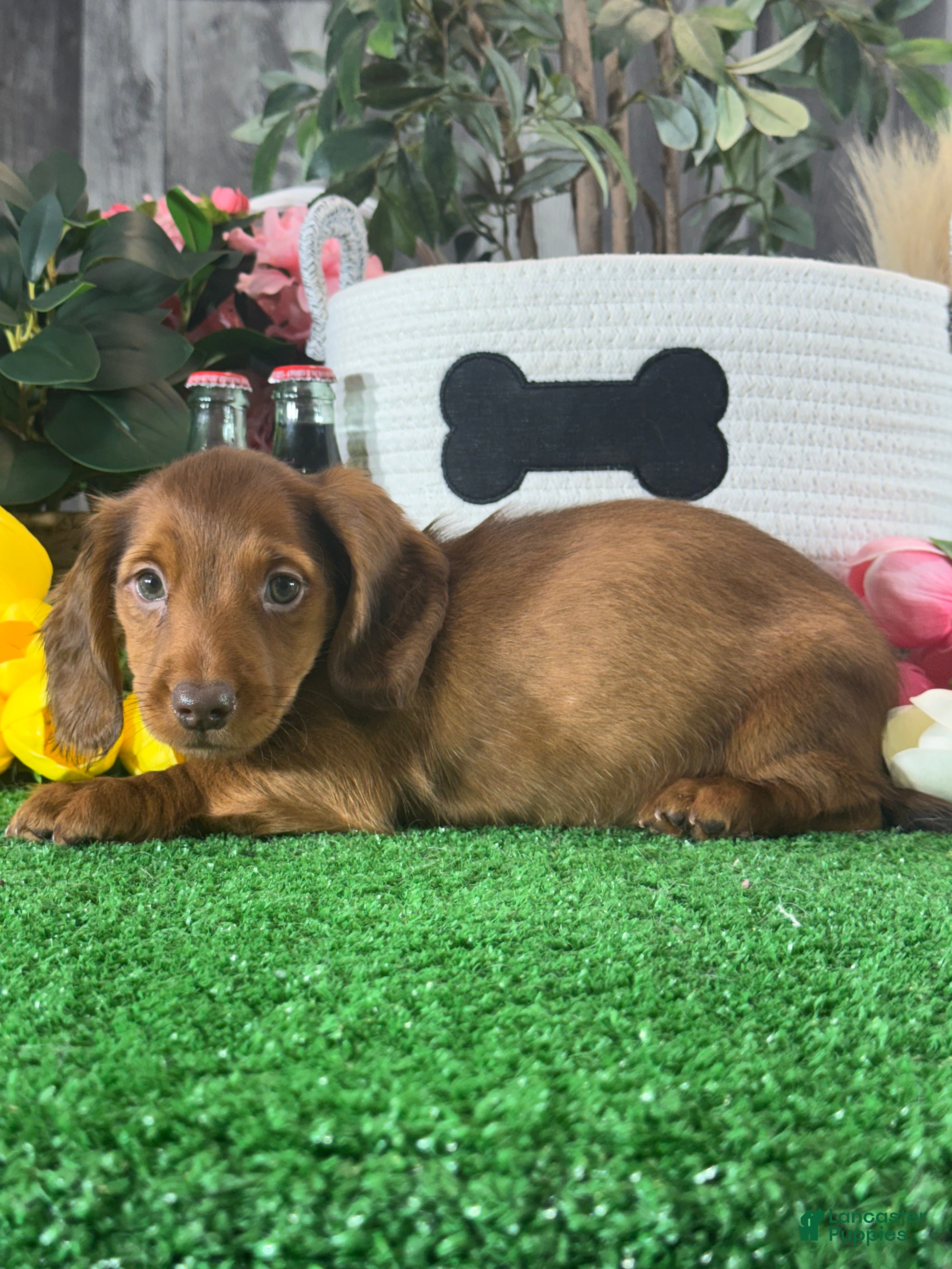 Dachshund dogs Denver - Ad 25