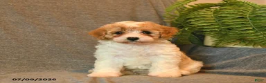 Taffy 