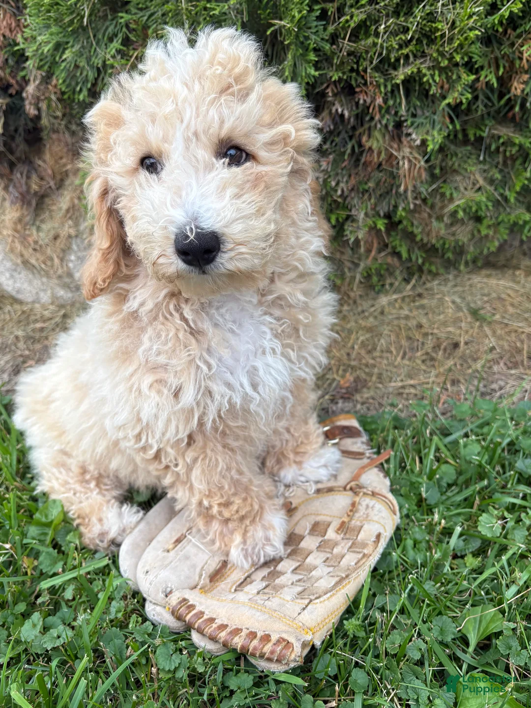 Bichpoo dogs for sale: Jack - Ad 2