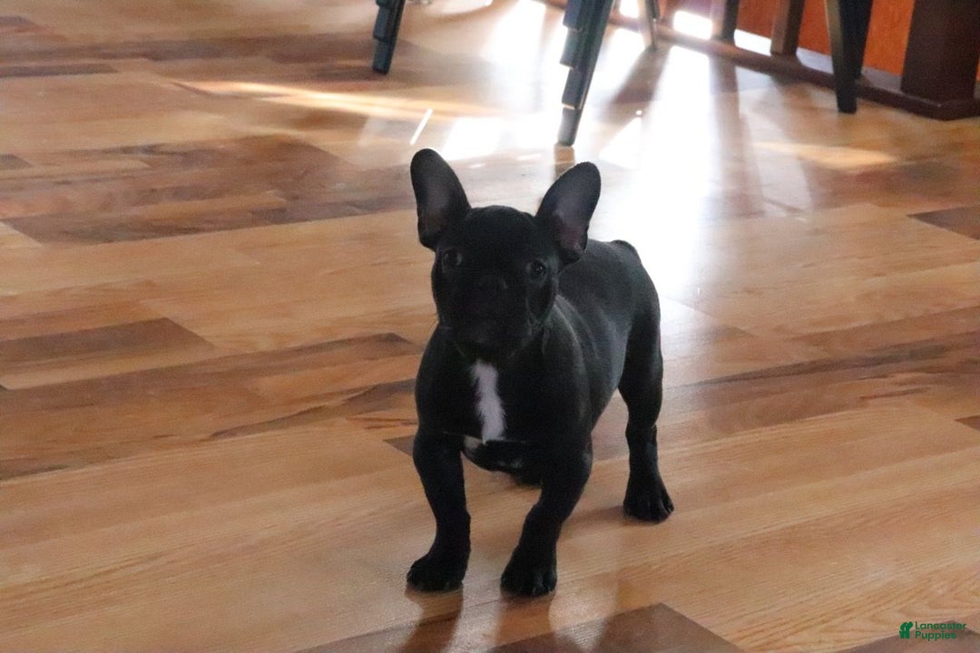 French Bulldog dogs for sale: Max - Ad 2