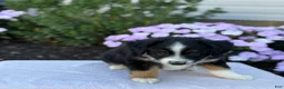 Miniature Australian Shepherd dogs for sale: Auggie - Ad 7