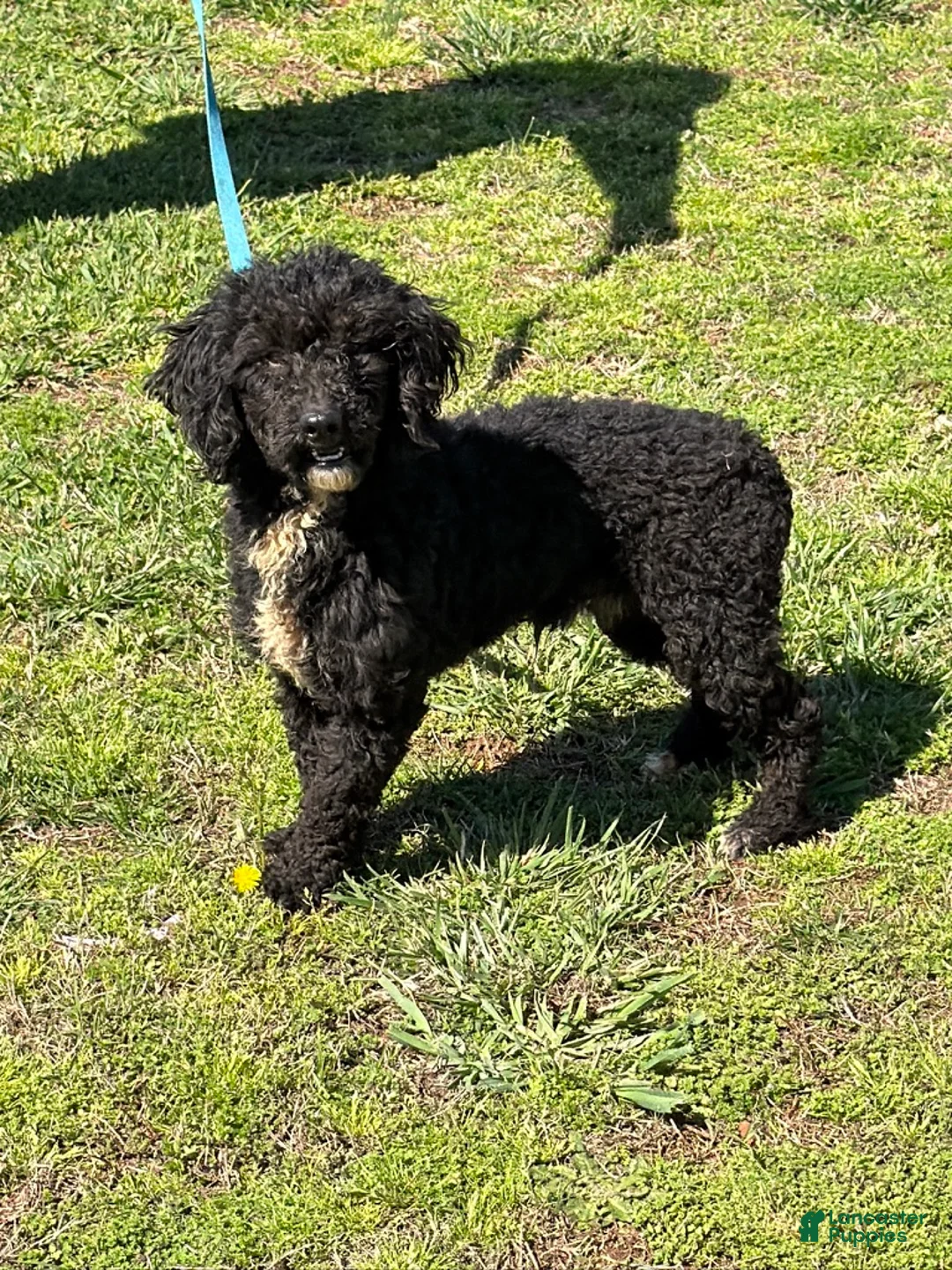 Miniature Poodle dogs for sale: Elvis - Ad 3