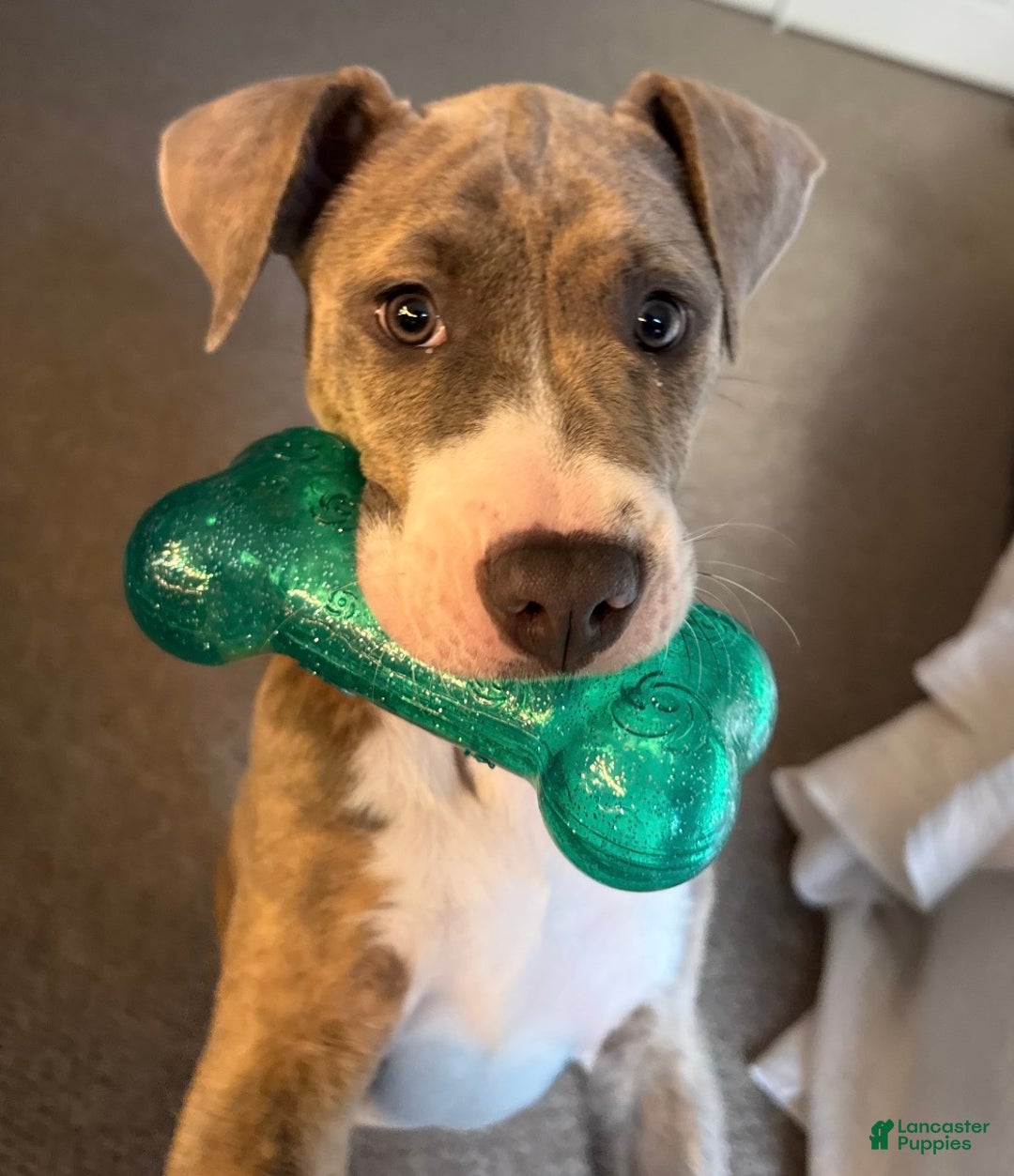 American Pit Bull Terrier dogs for sale: American Pit Bull Terrier Puppy 1 - Ad 3