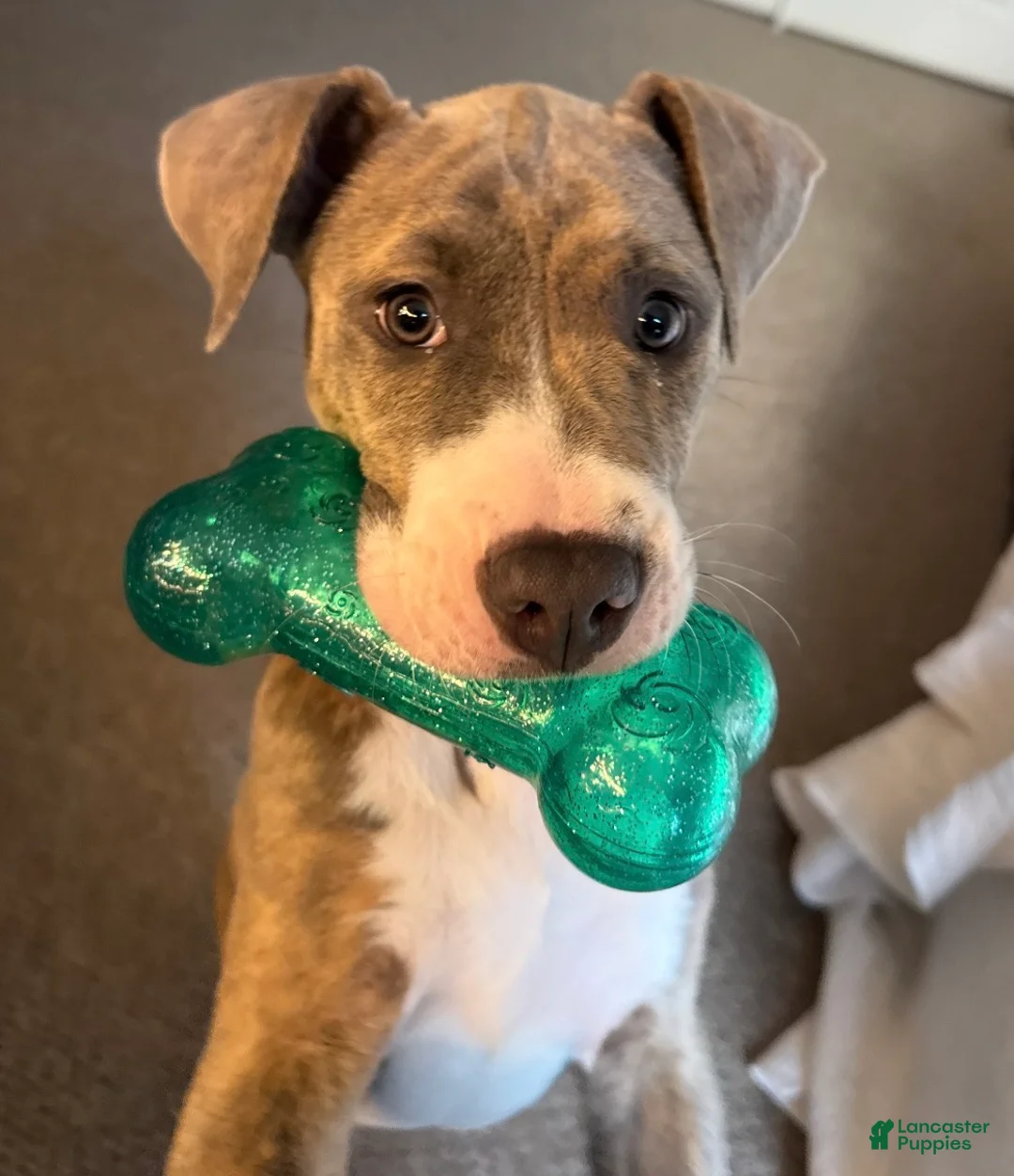 American Pit Bull Terrier dogs for sale: American Pit Bull Terrier Puppy 1 - Ad 3