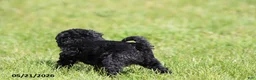 Shihpoo dogs for sale: Hailey - Ad 4