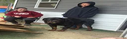Rottweiler dogs for sale: Rottweiler Puppy 1 - Ad 4