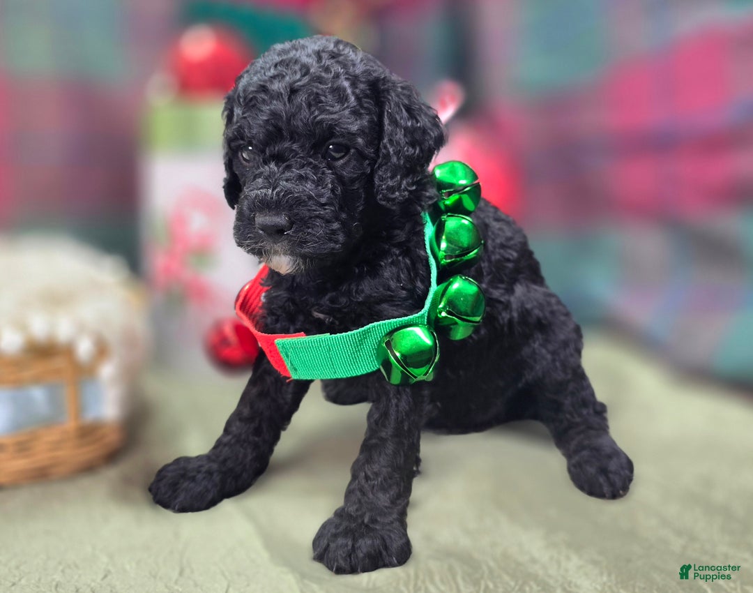 Cockapoo dogs for sale: Crescent - Ad 23