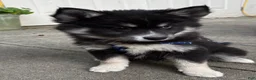 Mixed Breed dogs for sale: Stormy - Ad 9