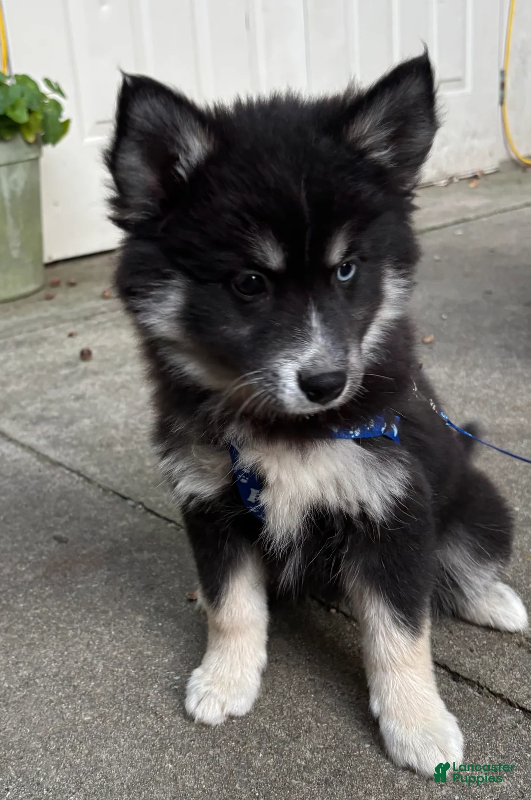 Mixed Breed dogs for sale: Stormy - Ad 9
