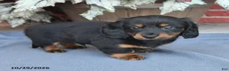 Miniature Dachshund dogs for sale: Midnight - Ad 4