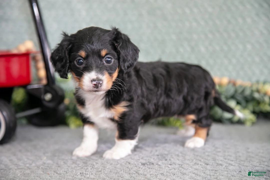 Miniature Dachshund dogs for sale: Betsy - Ad 2