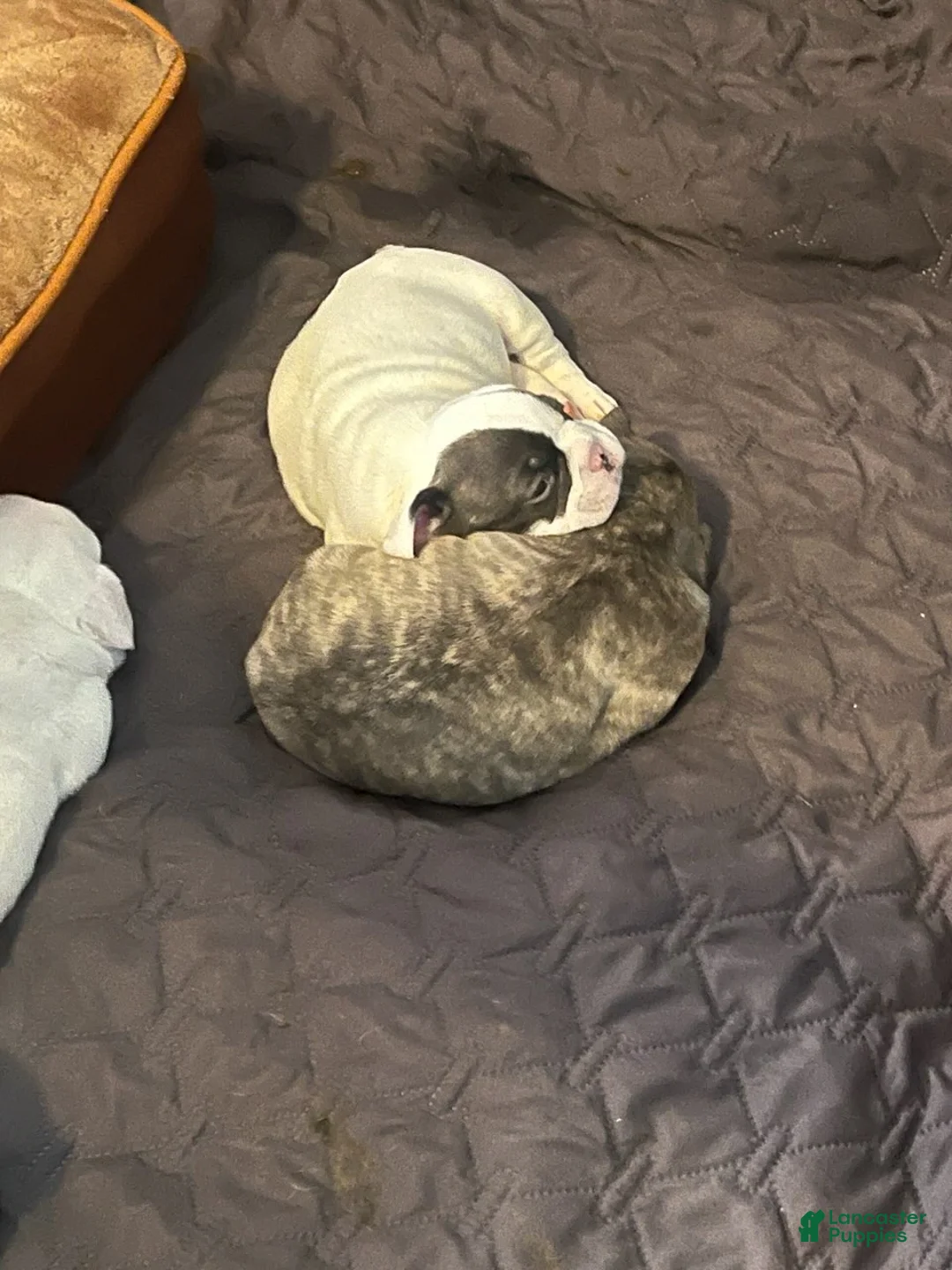 French Bulldog dogs for sale: French Bulldog Puppy 1 - Ad 2
