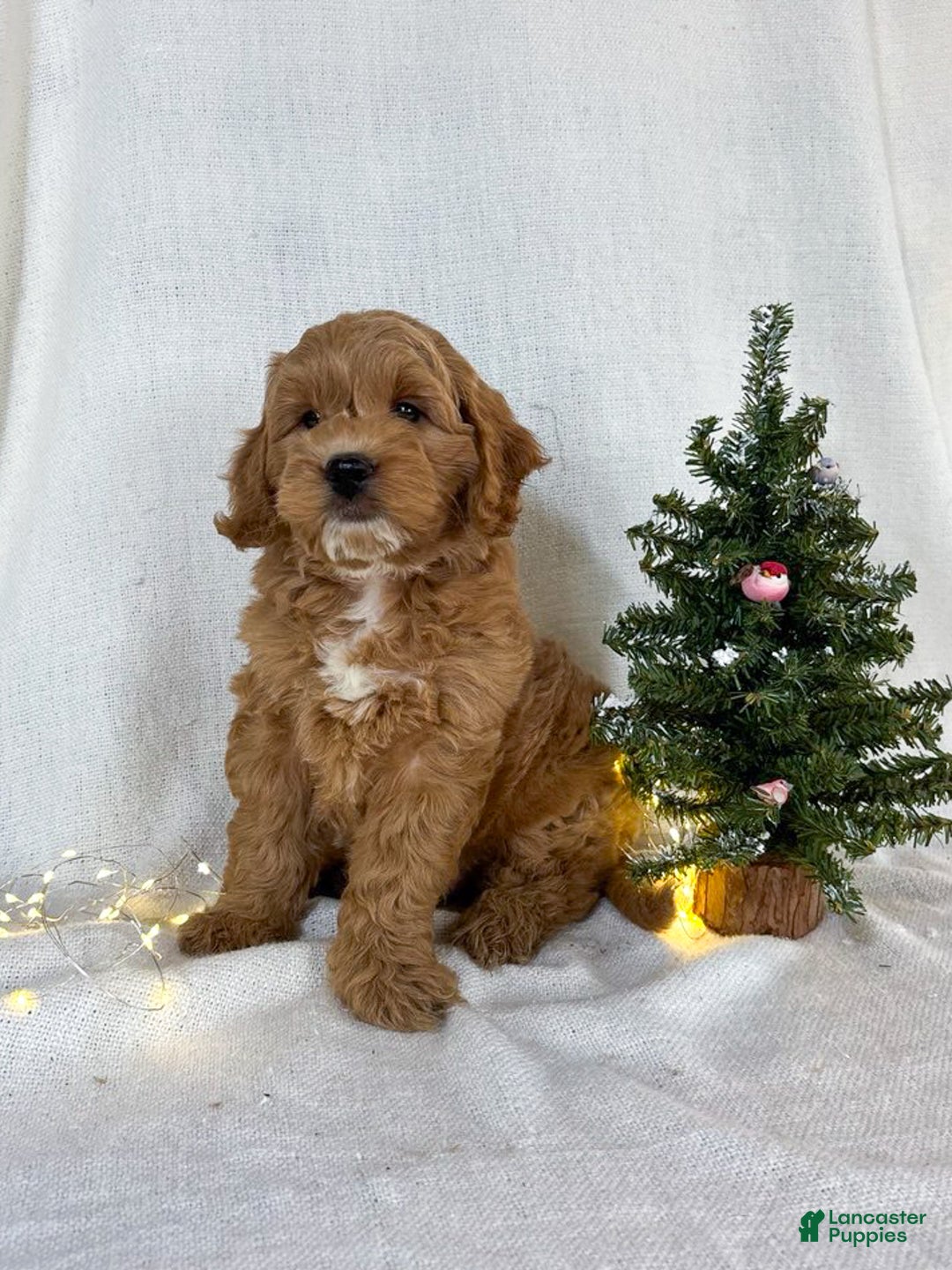 Mini Goldendoodle dogs for sale: Chip - Ad 4