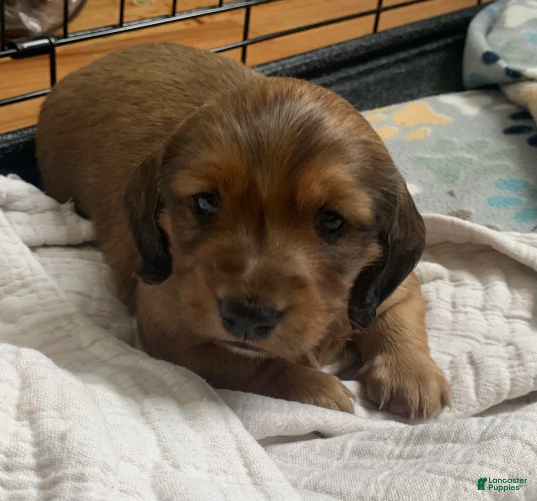 Dachshund dogs for sale: Shaded red longhair male - Ad 2