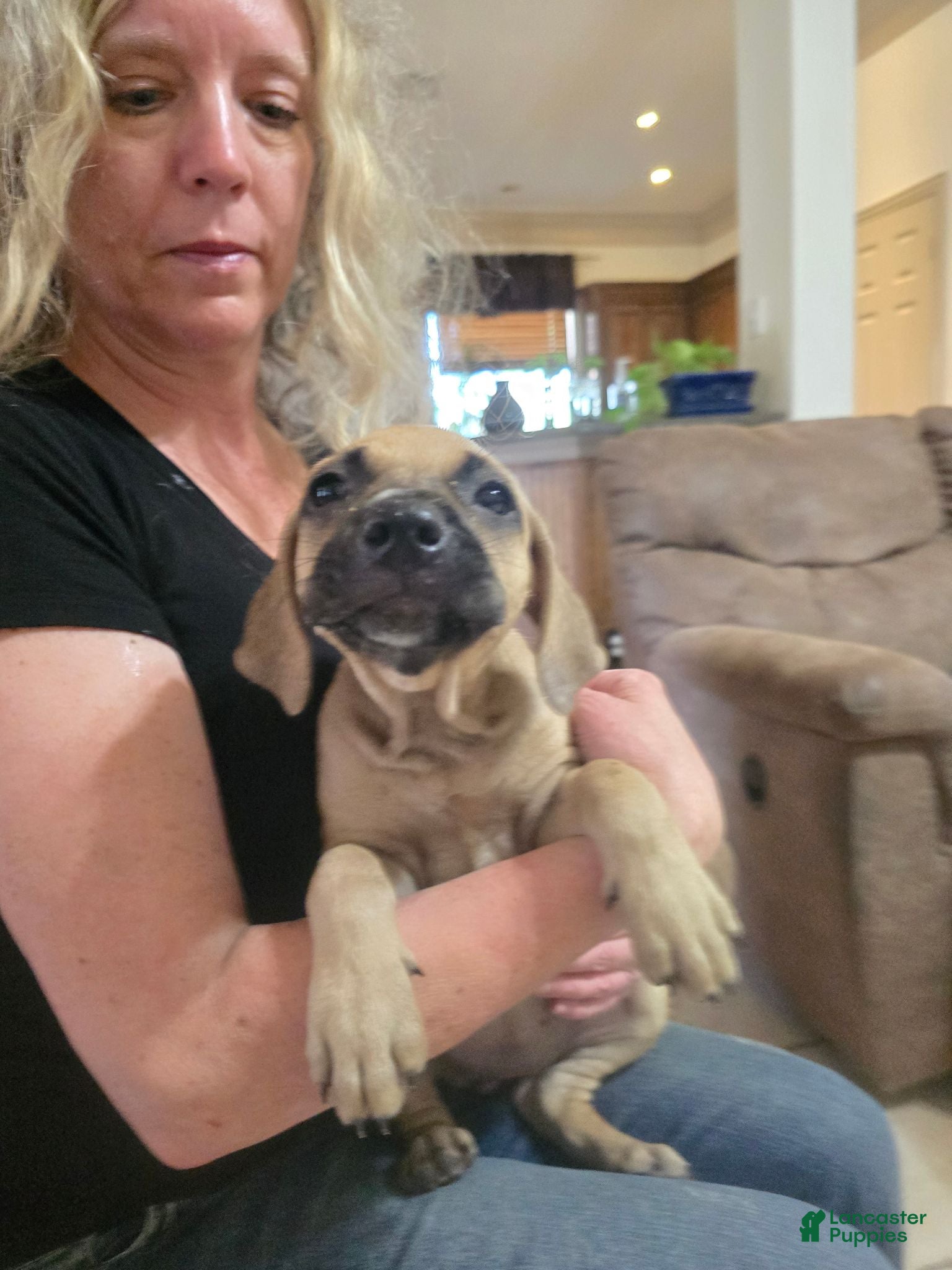 Black Mouth Cur dogs Black Mouth Cur - Ad 1