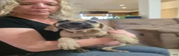 Black Mouth Cur dogs for sale: Black Mouth Cur - Ad 1