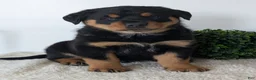 Mixed Breed dogs for sale: Tank - Ad 15