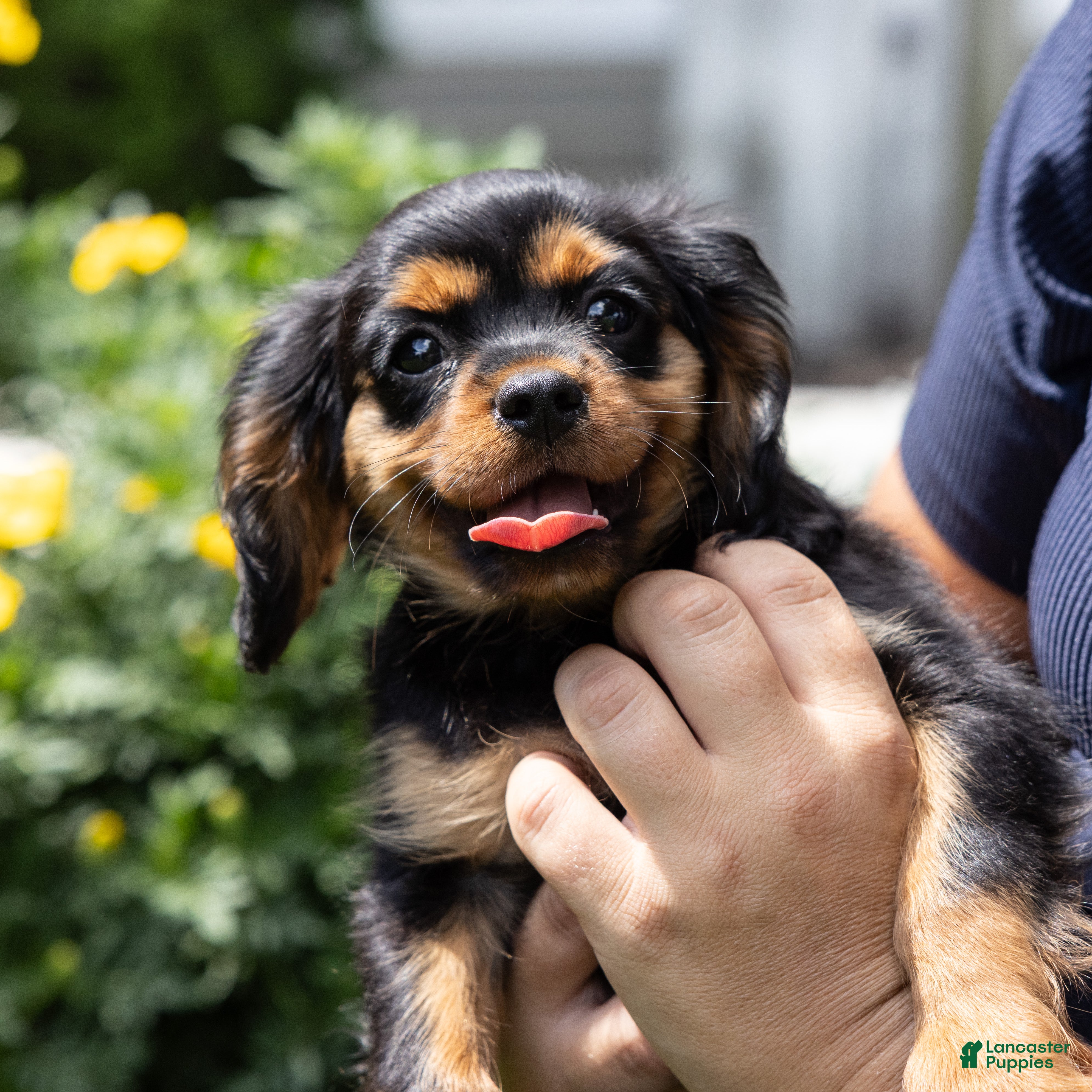Cavalier King Charles Spaniel dogs Waldo - Ad 2