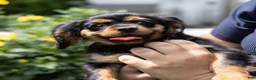 Cavalier King Charles Spaniel dogs for sale: Waldo - Ad 2
