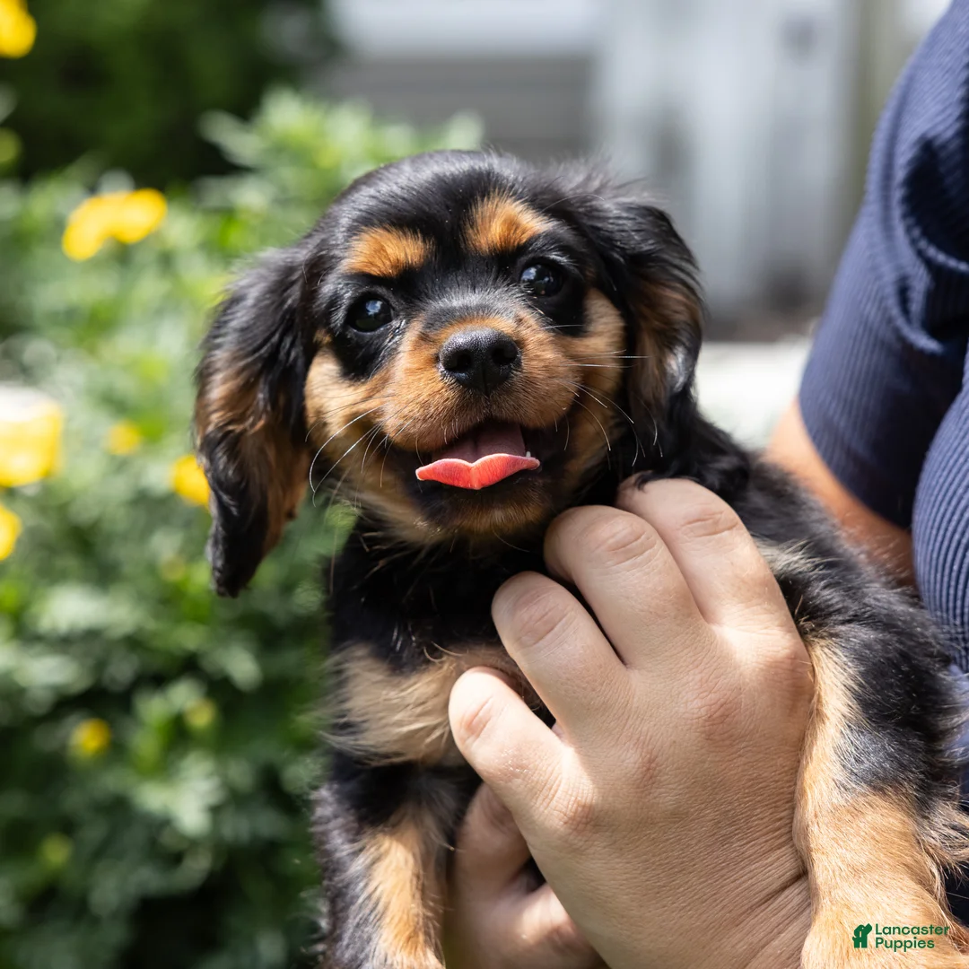 Cavalier King Charles Spaniel dogs for sale: Waldo - Ad 2