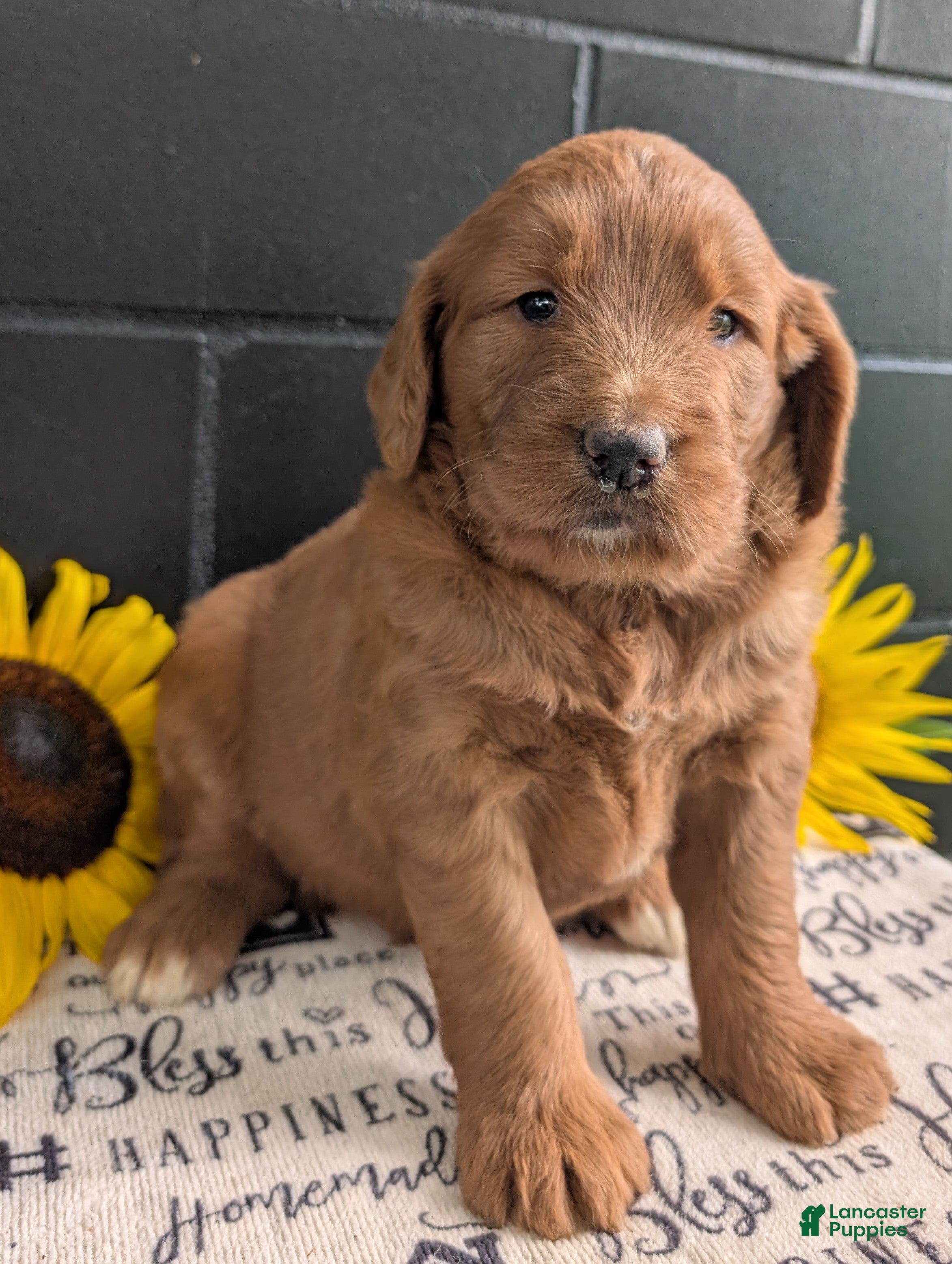 Goldendoodle dogs Misty - Ad 1