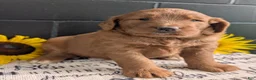 Goldendoodle dogs for sale: Misty - Ad 1