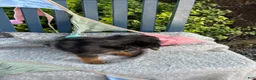 Miniature Dachshund dogs for sale: Tilly - Ad 13