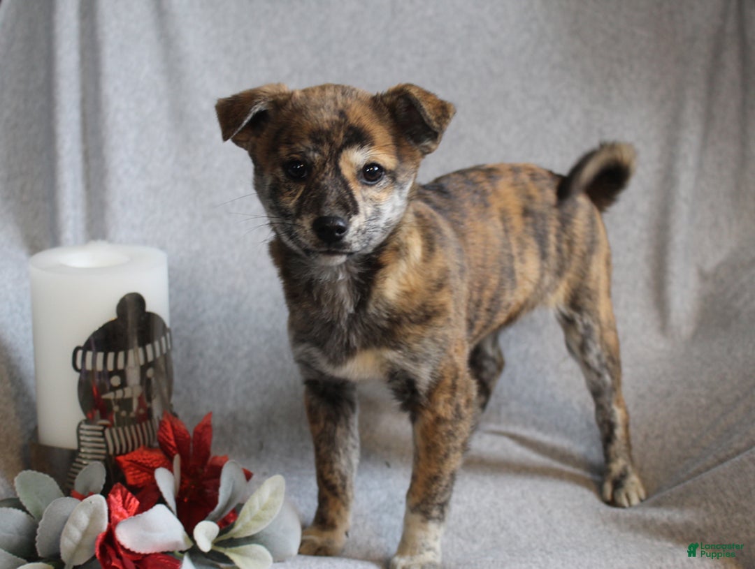 Mixed Breed dogs for sale: Luna - Ad 5