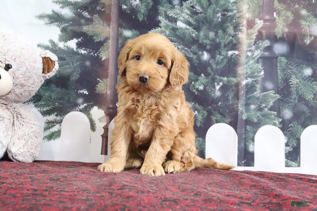 Mini Goldendoodle dogs for sale: Leo - Ad 5
