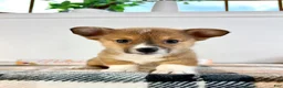Welsh Corgi Pembroke dogs for sale: CKC MJ - Ad 5