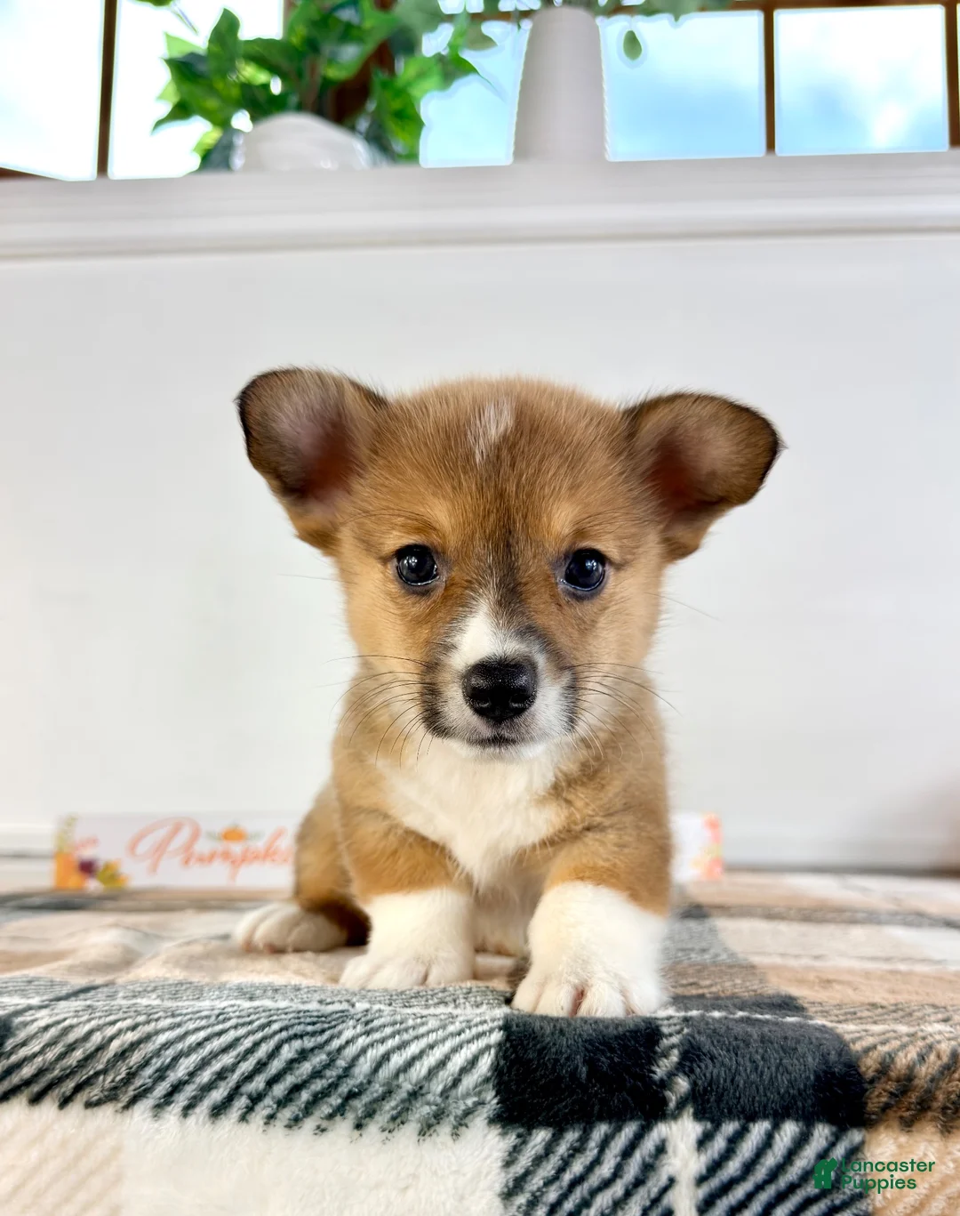 Welsh Corgi Pembroke dogs for sale: CKC MJ - Ad 5