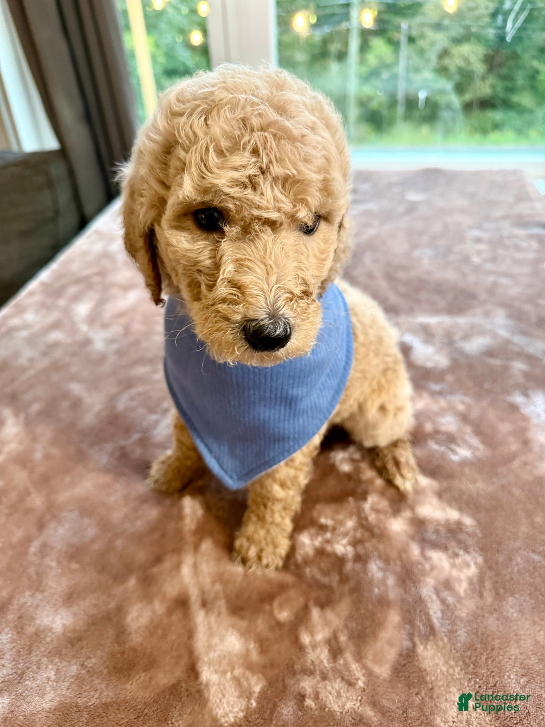 Standard Poodle dogs for sale: Standard Poodle Puppy 1 - Ad 4