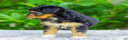 Mini Aussiedoodle dogs for sale: Whitney - Ad 6