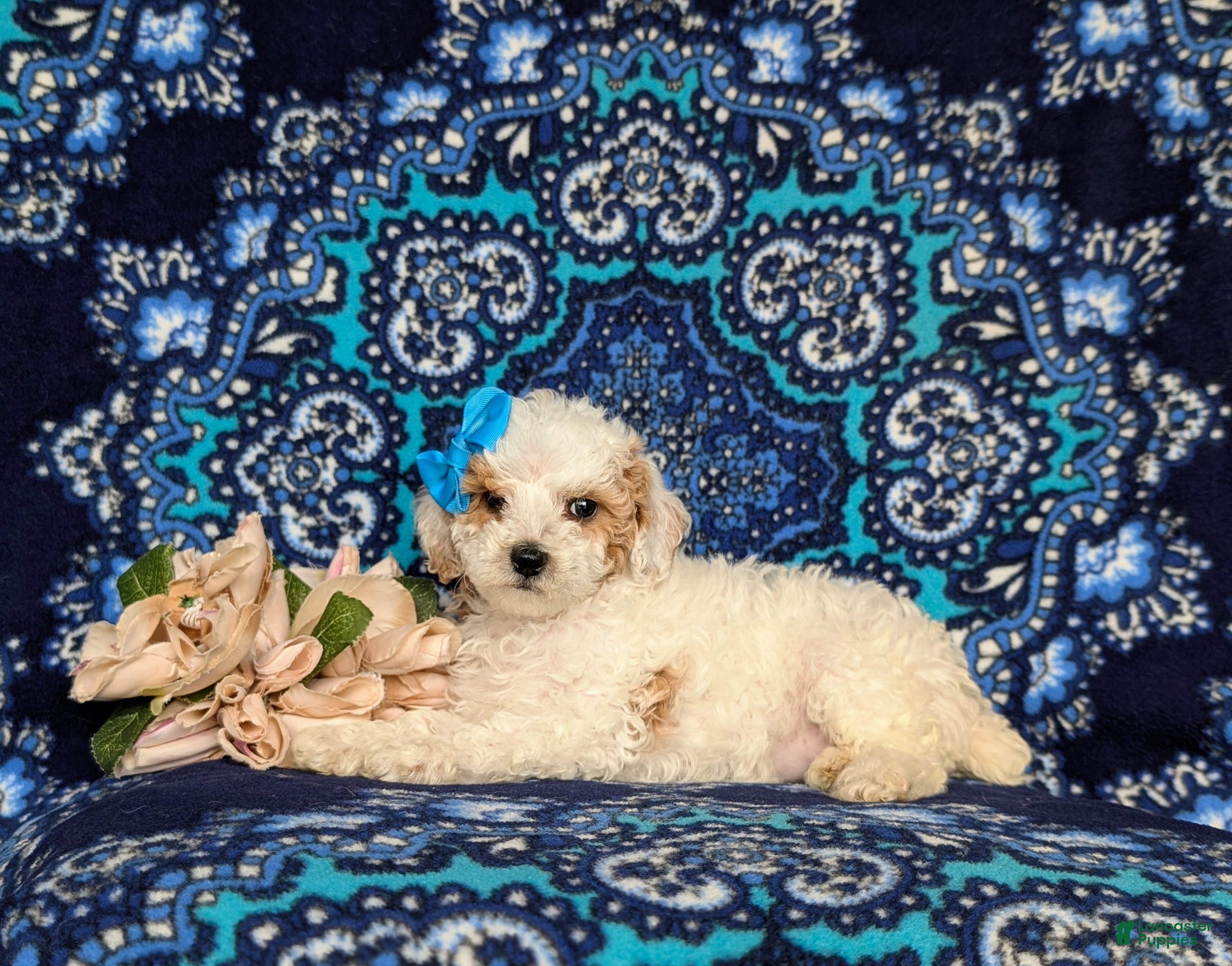 Miniature Poodle dogs for sale: Poloma - Ad 4