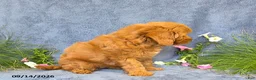 Cavapoo dogs for sale: Trinity - Ad 2
