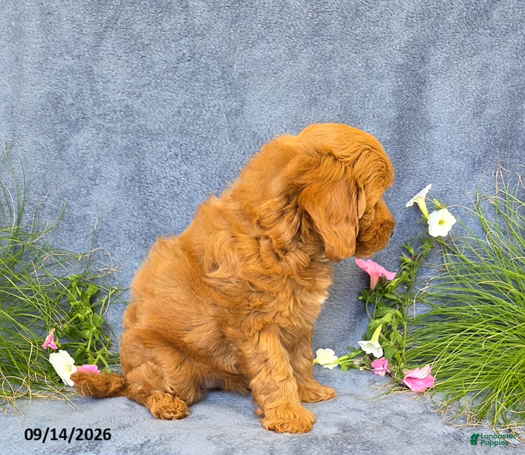 Cavapoo dogs for sale: Trinity - Ad 2