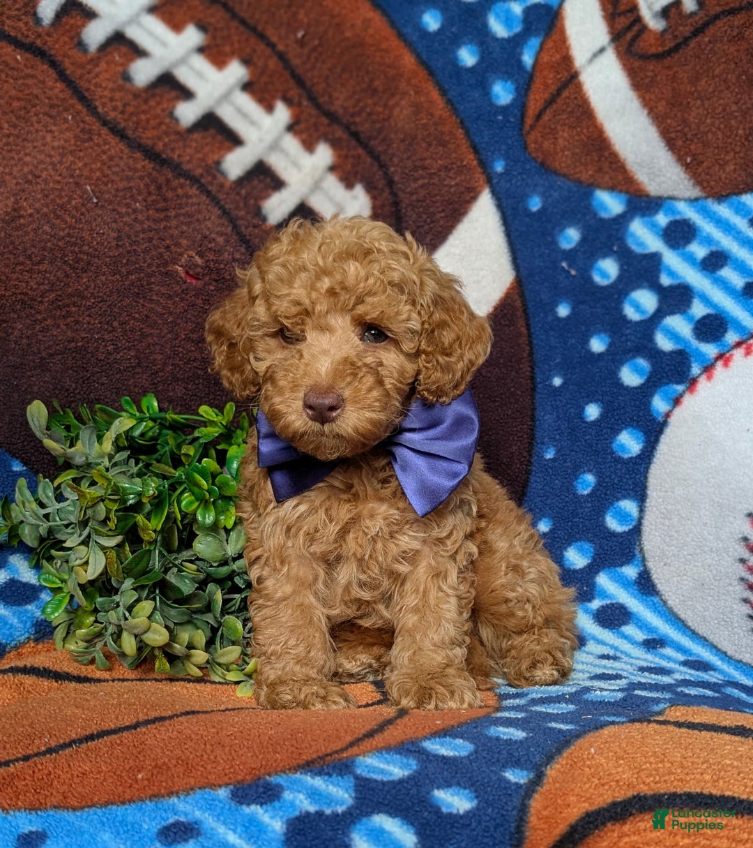 Miniature Poodle dogs for sale: Mable - Ad 9