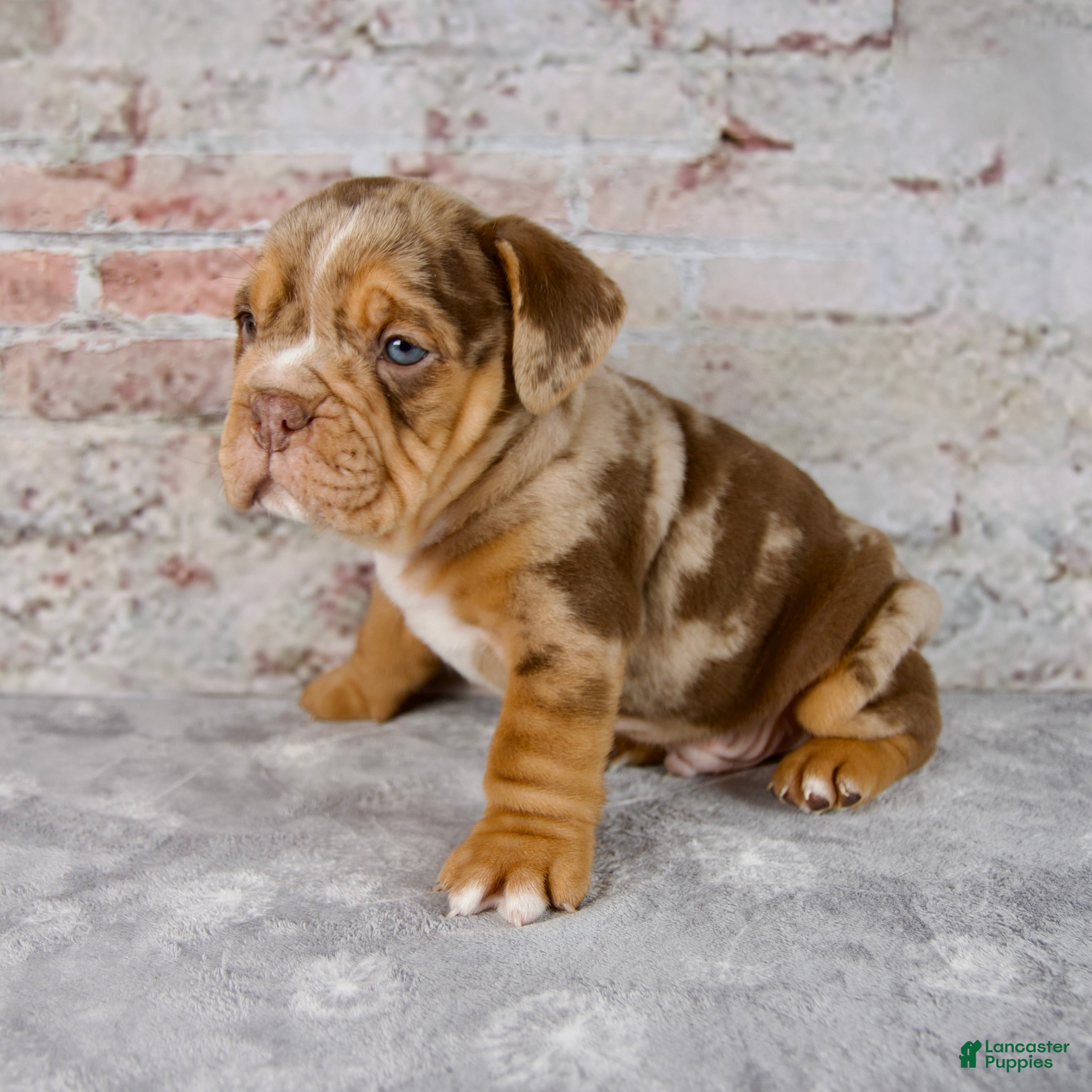Beabull dogs Grant - Ad 2